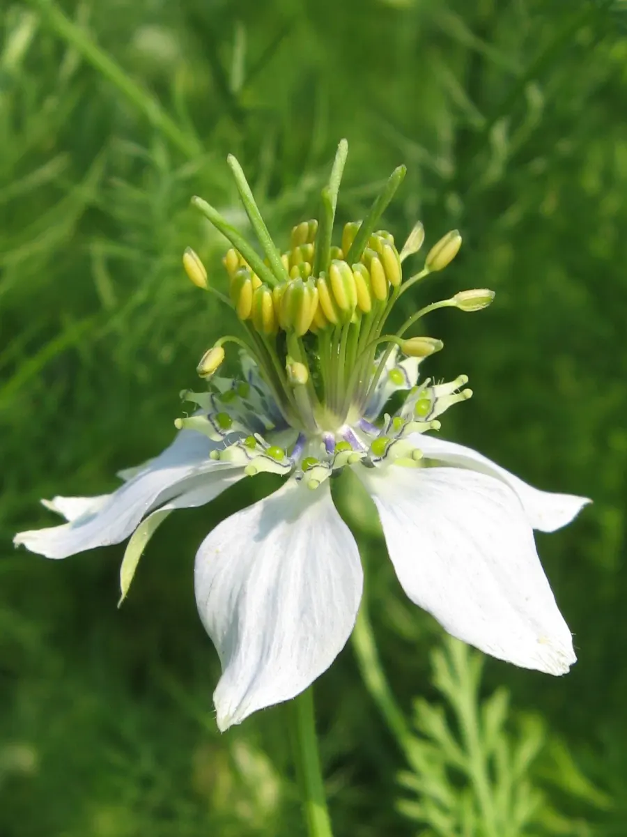 La carte Nigelle cultivée