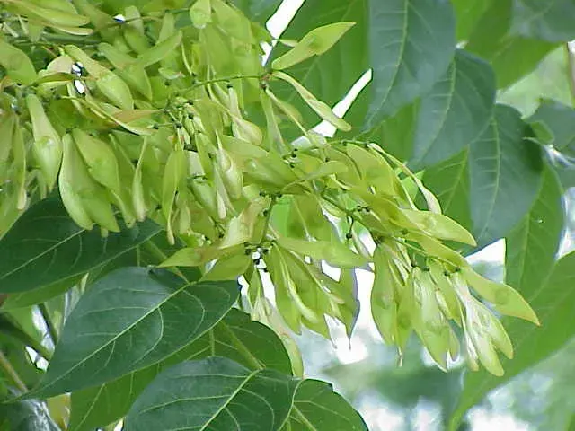 La carte Ailanthus