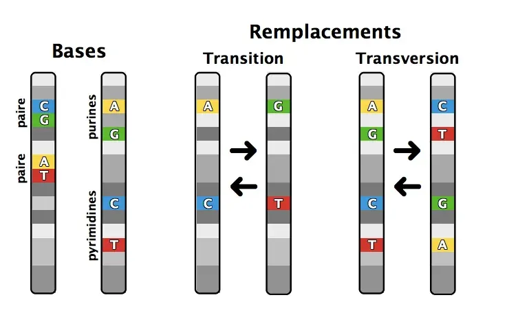 La carte Transition