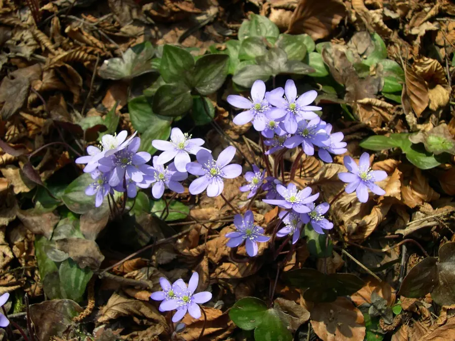The Anemone hepatica card