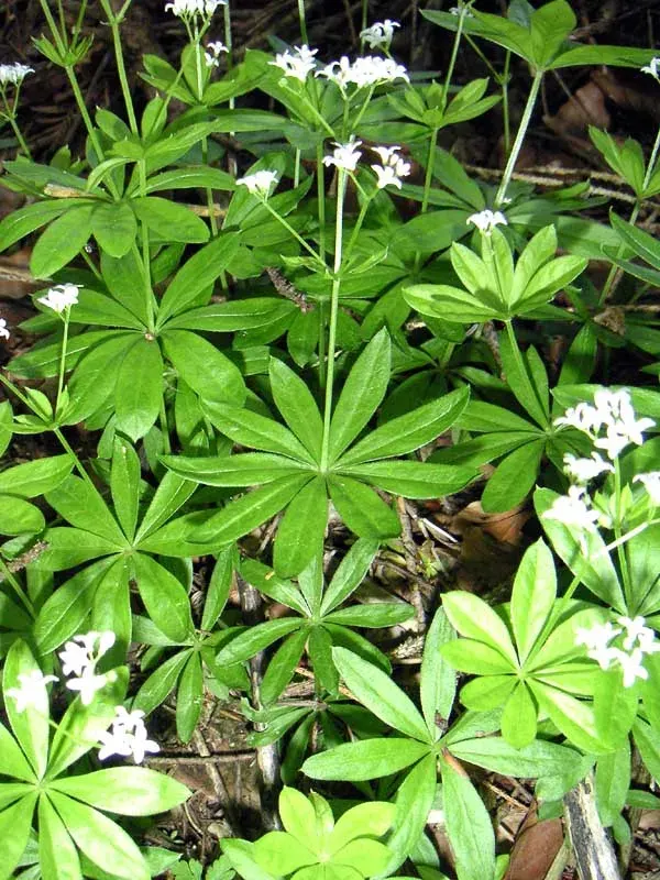 The Galium odoratum card