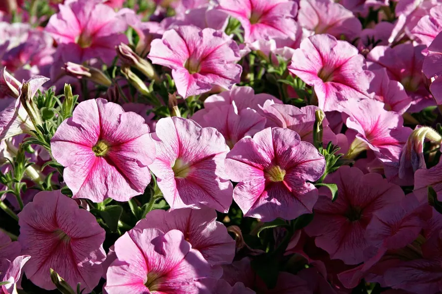 La carte Petunia