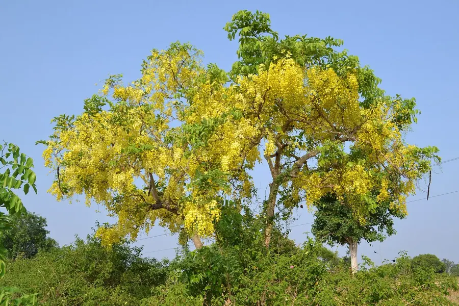The Cassia fistula card