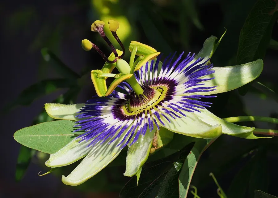 La carte Passiflora caerulea