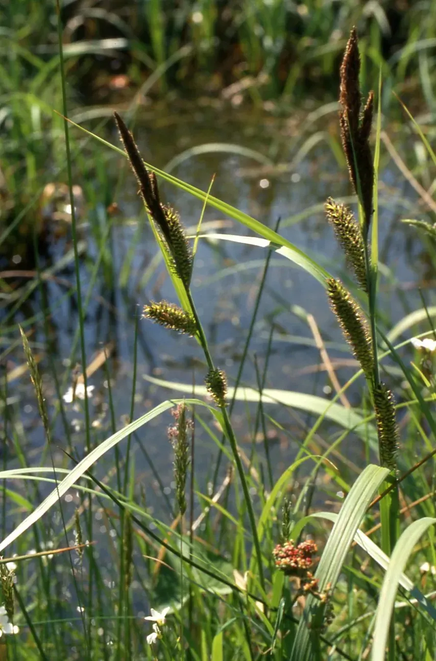 La carte Carex riparia