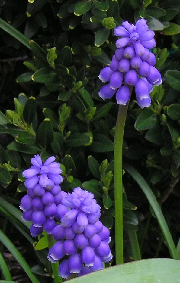 The Muscari card