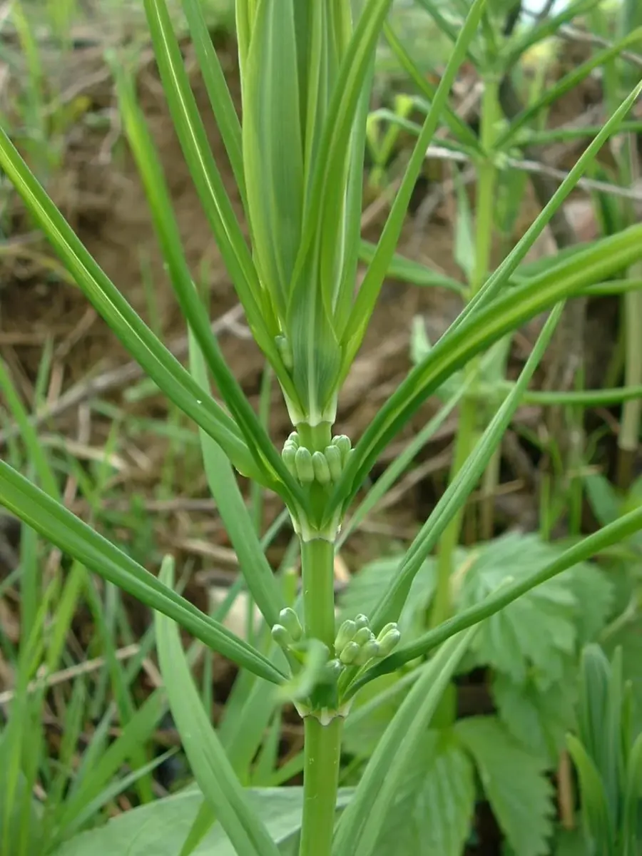 La carte Polygonatum