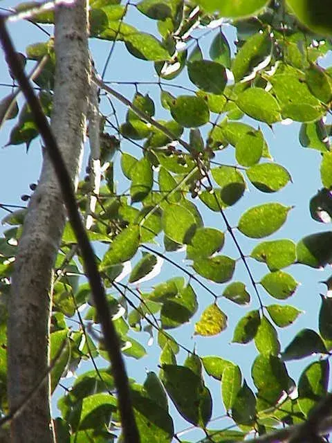 La carte Burseraceae
