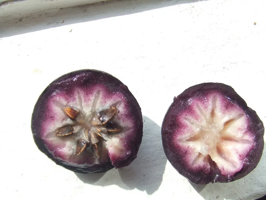 La carte Chrysophyllum cainito