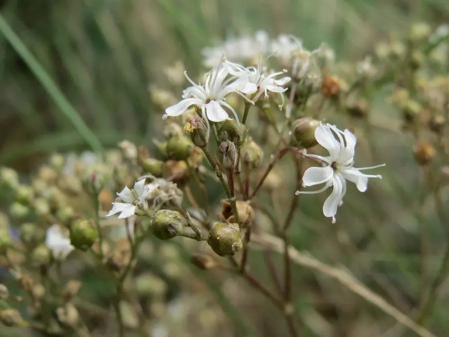 La carte Gypsophila fastigiata