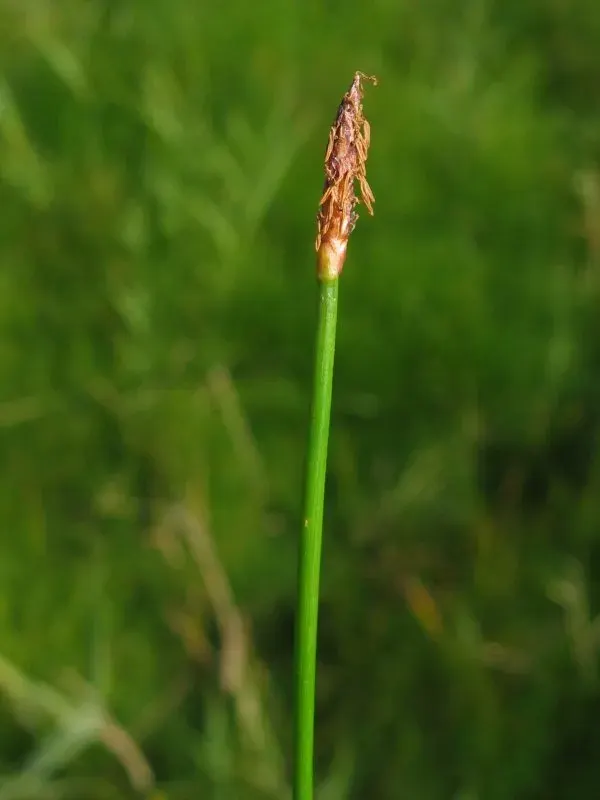 The Eleocharis uniglumis card