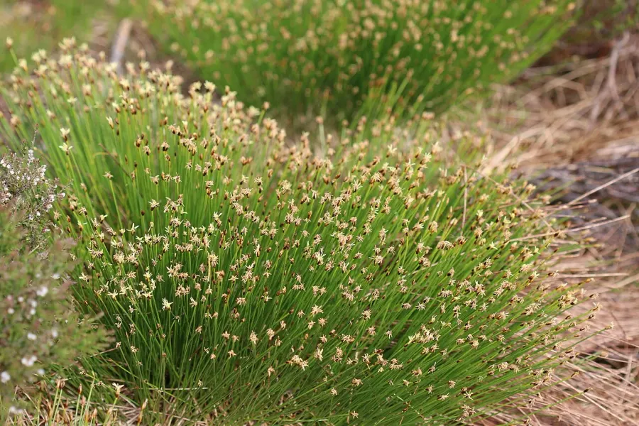 La carte Trichophorum cespitosum