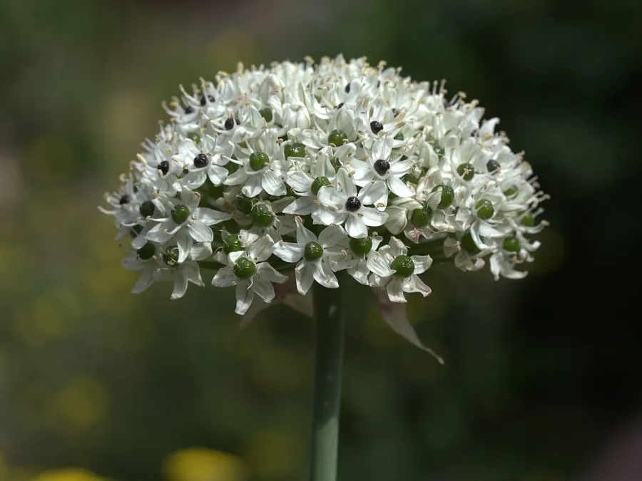 The Allium nigrum card