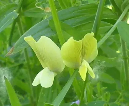 The Vicia grandiflora card
