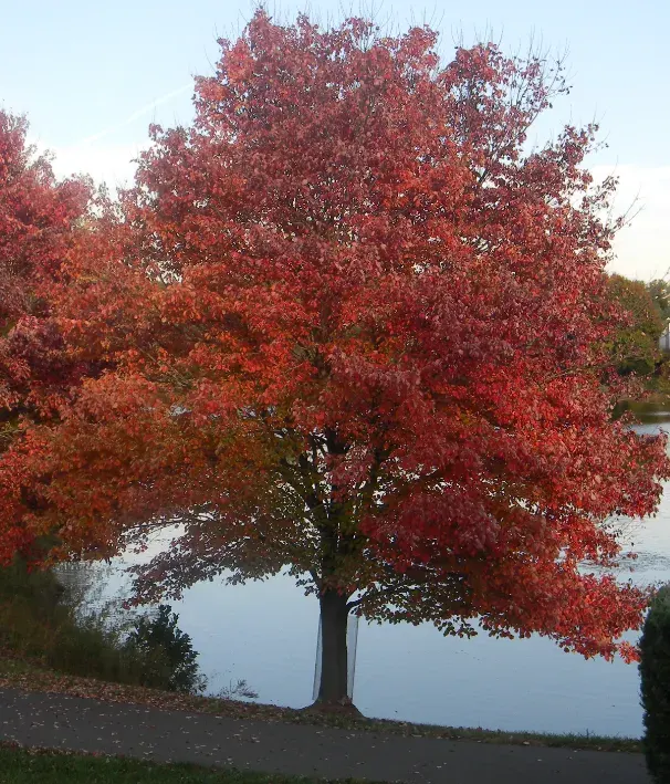 The Acer rubrum card