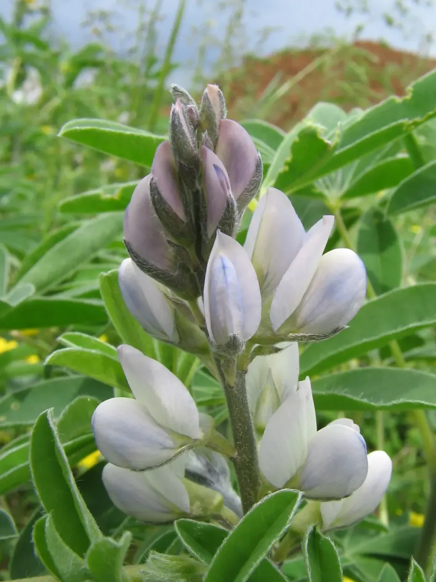 La carte Lupinus albus
