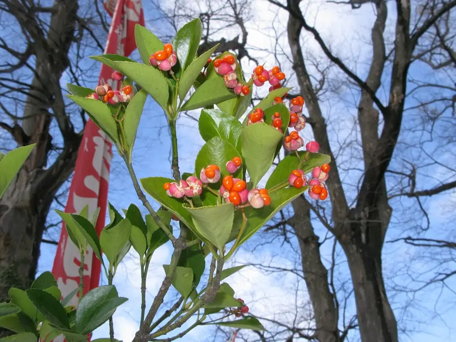 La carte Euonymus japonicus