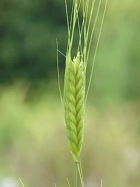 La carte Triticum monococcum