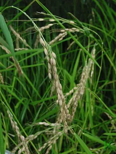 La carte Oryza sativa