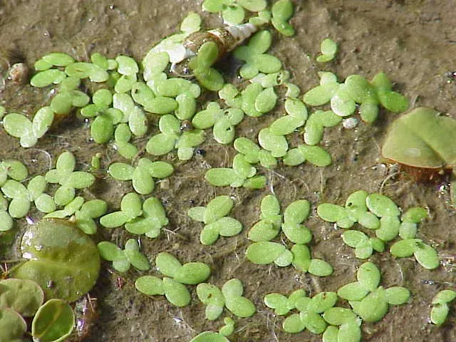 La carte Lentille d'eau