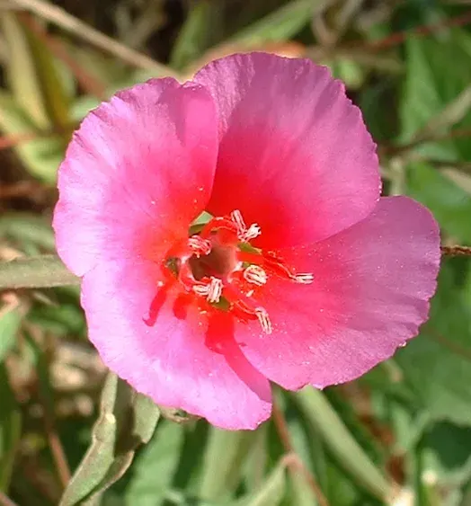 The Clarkia amoena card