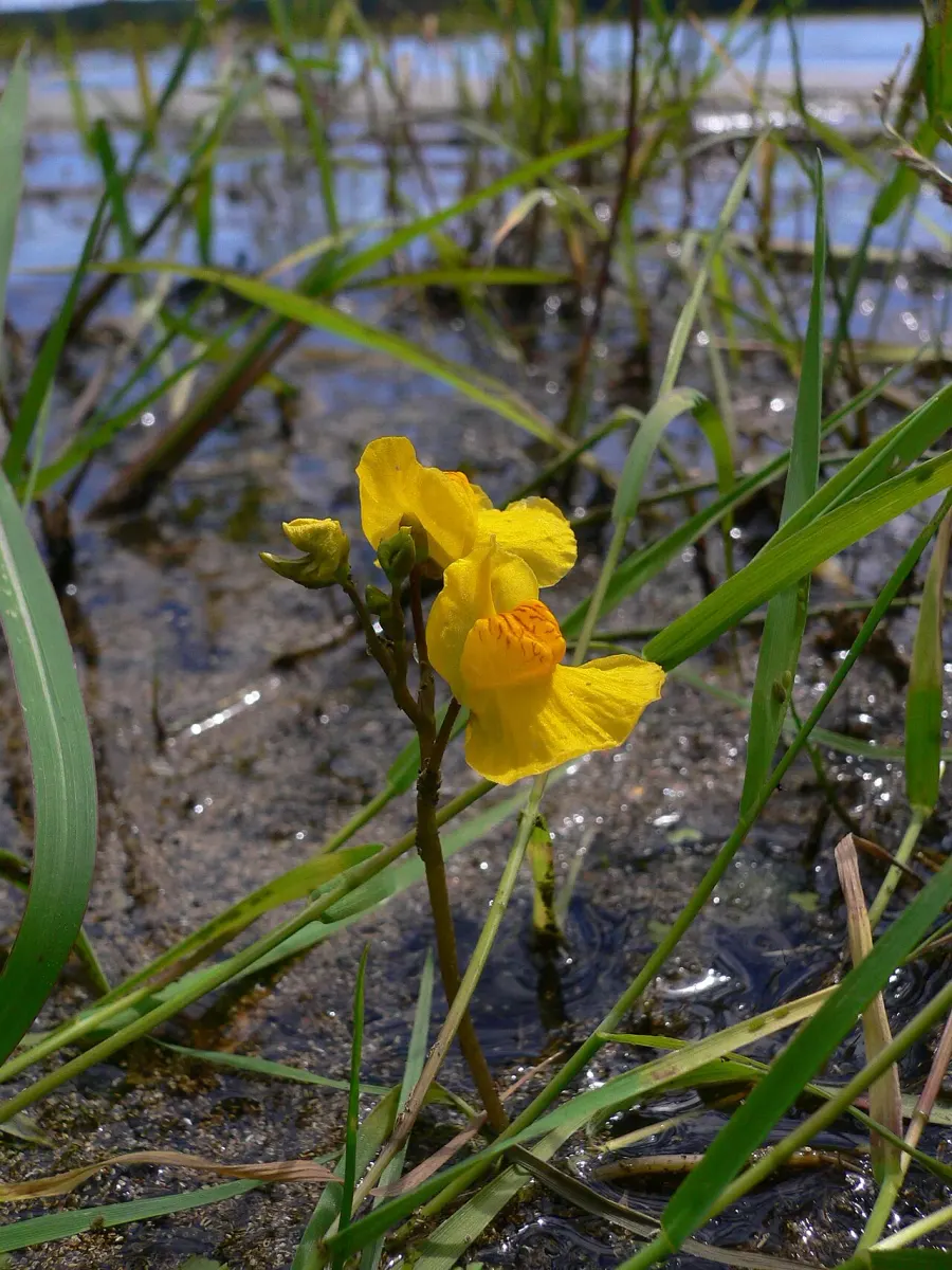 La carte Utricularia australis