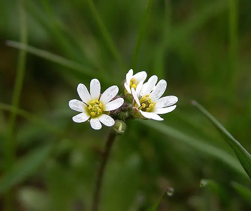 La carte Erophila