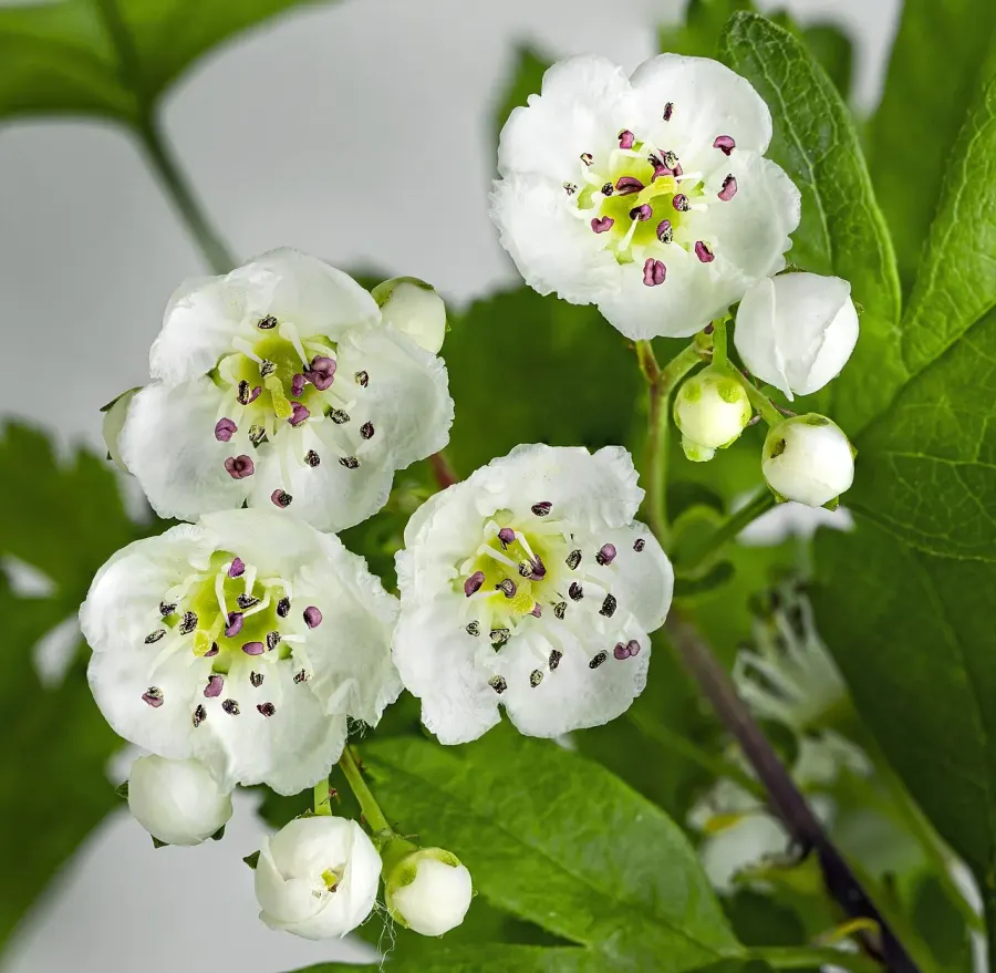 The Crataegus monogyna card