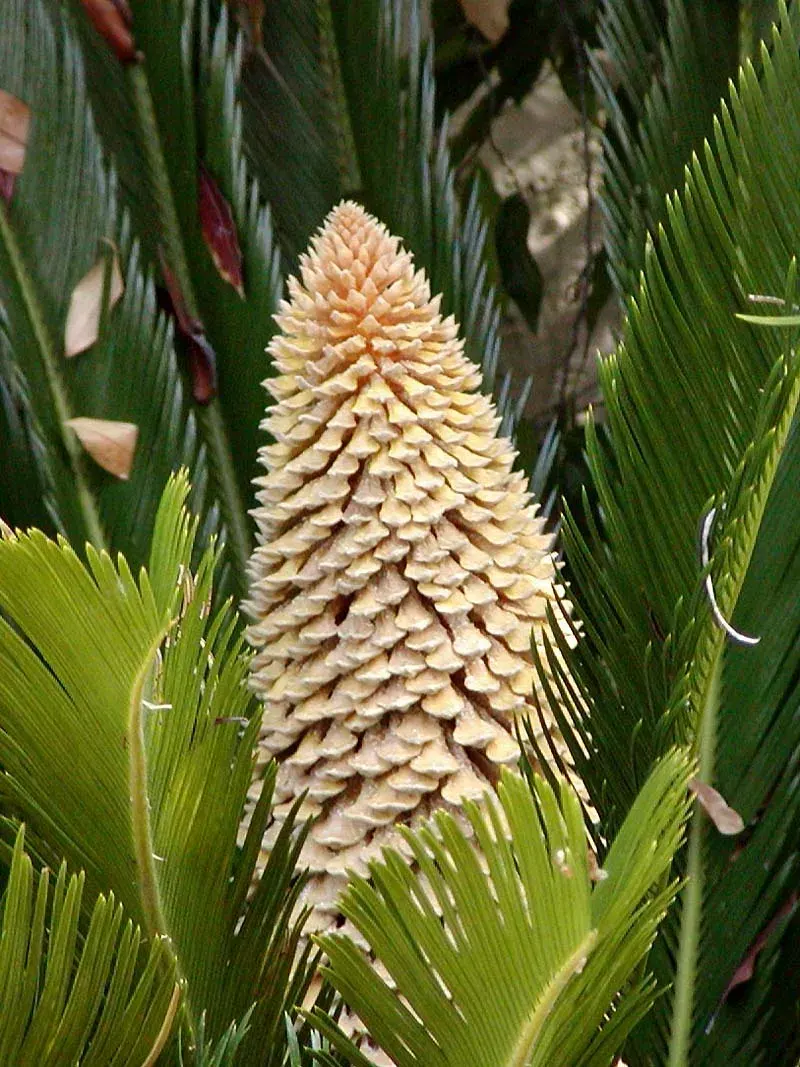 The Cycas revoluta card
