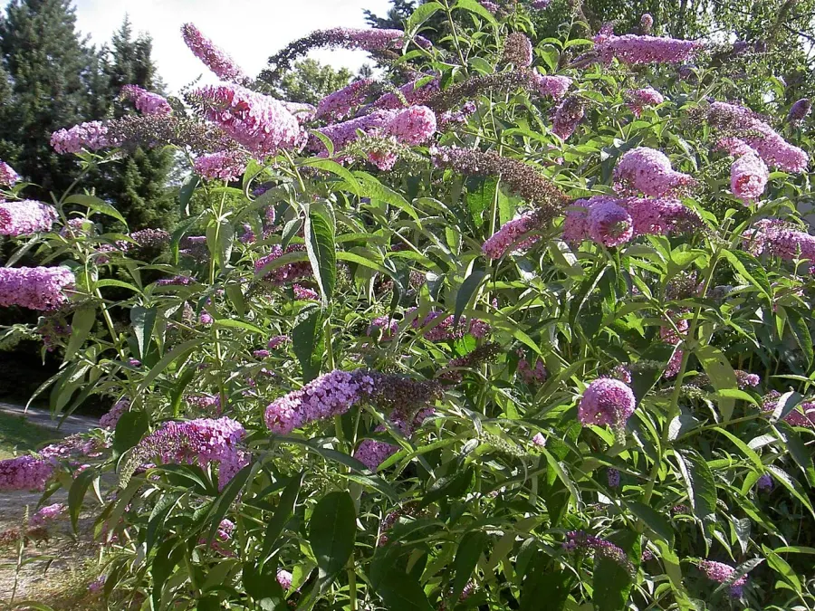 La carte Buddleia de David