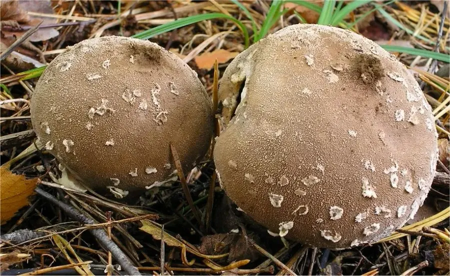 La carte Lycoperdon mammiforme