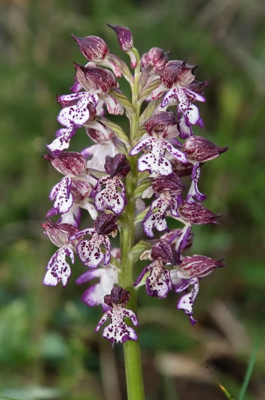 La carte Orchis