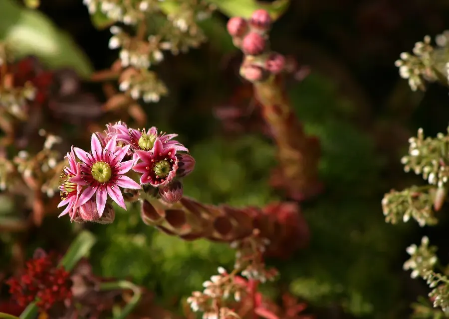 The Sempervivum tectorum card