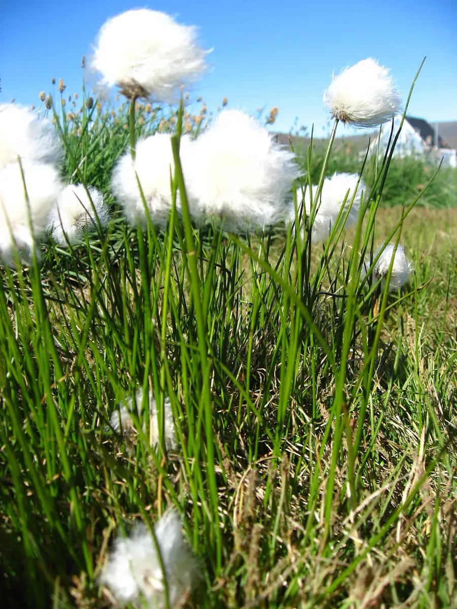 La carte Eriophorum