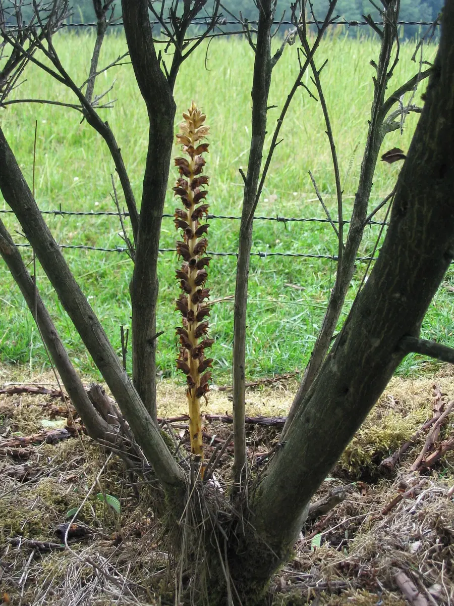 The Orobanche rapum-genistae card