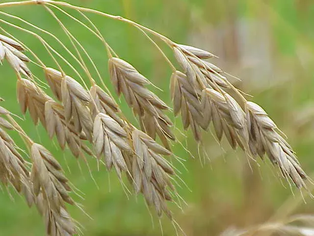 La carte Brome faux-seigle