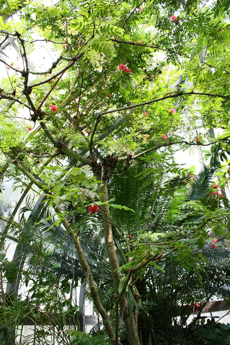 The Calliandra haematocephala card