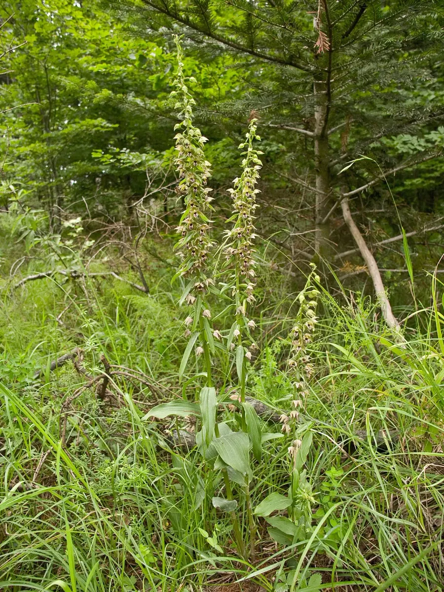 La carte Epipactis