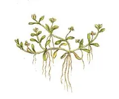 La carte Elatinaceae