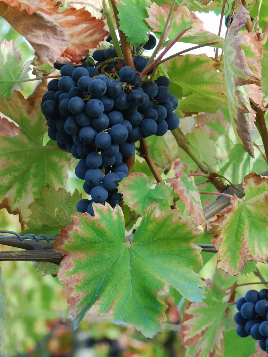 La carte Mourvèdre