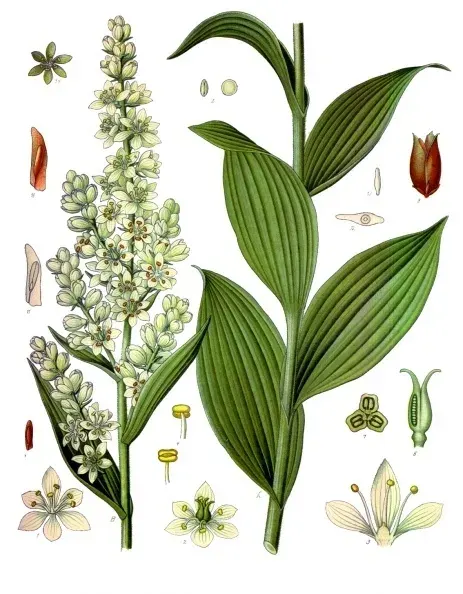 La carte Vératre