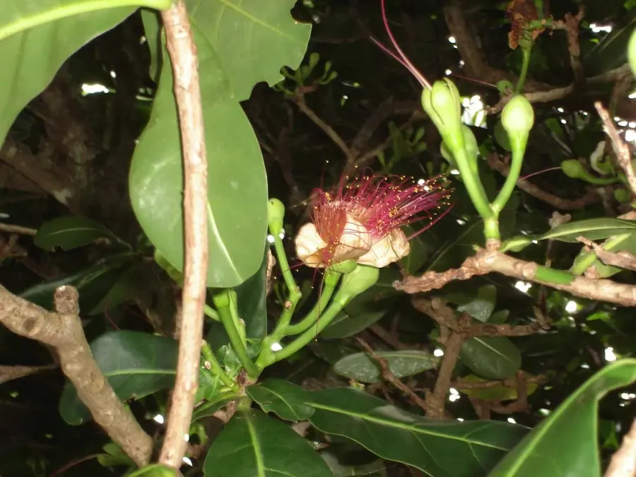 The Lecythidaceae card