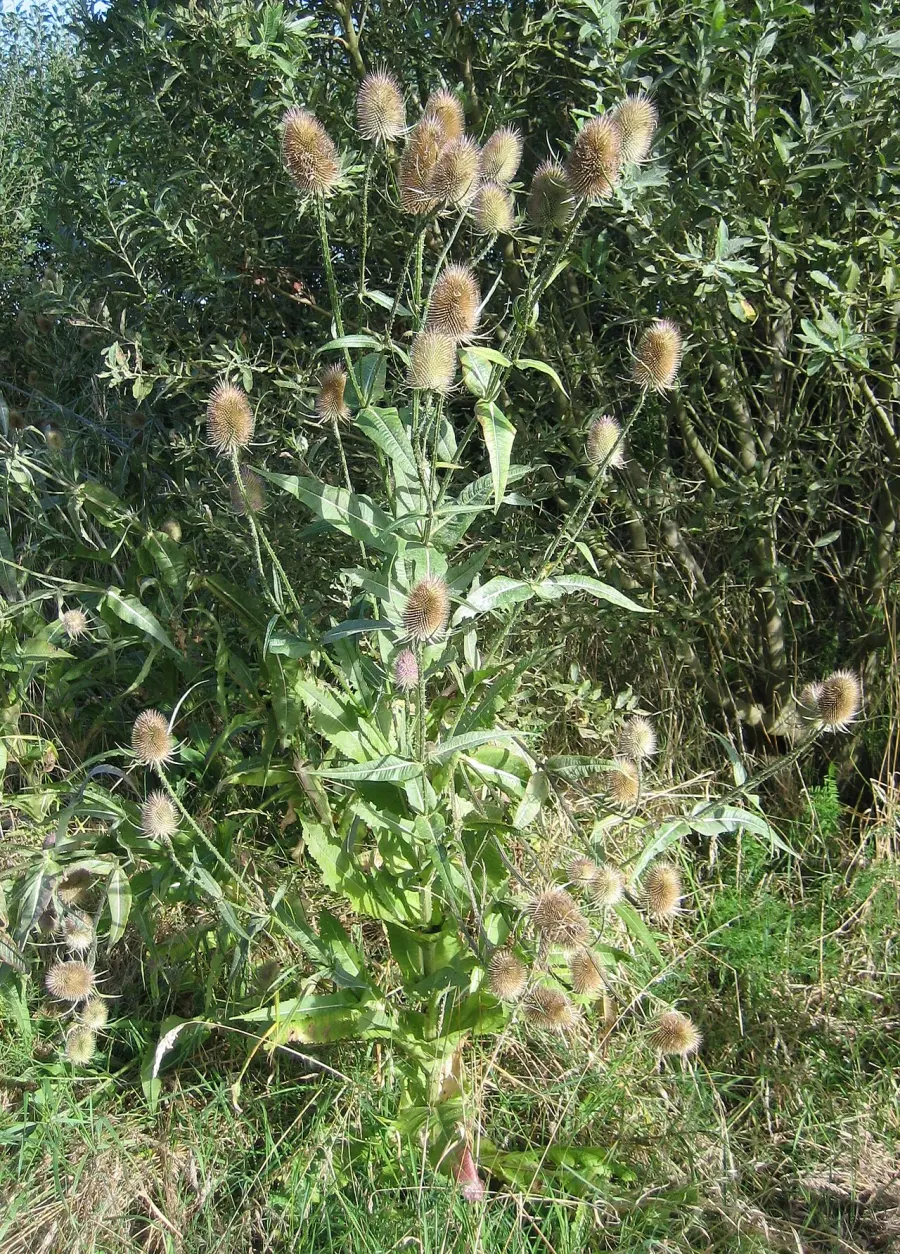 La carte Dipsacus