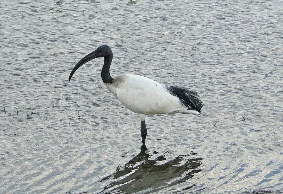 La carte Threskiornithidae