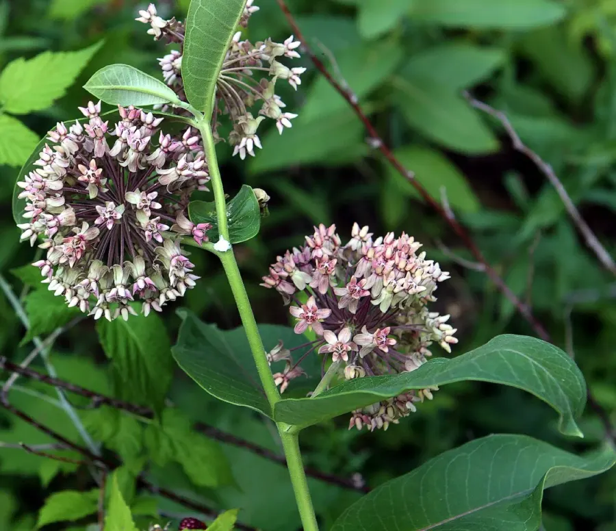 La carte Asclepias