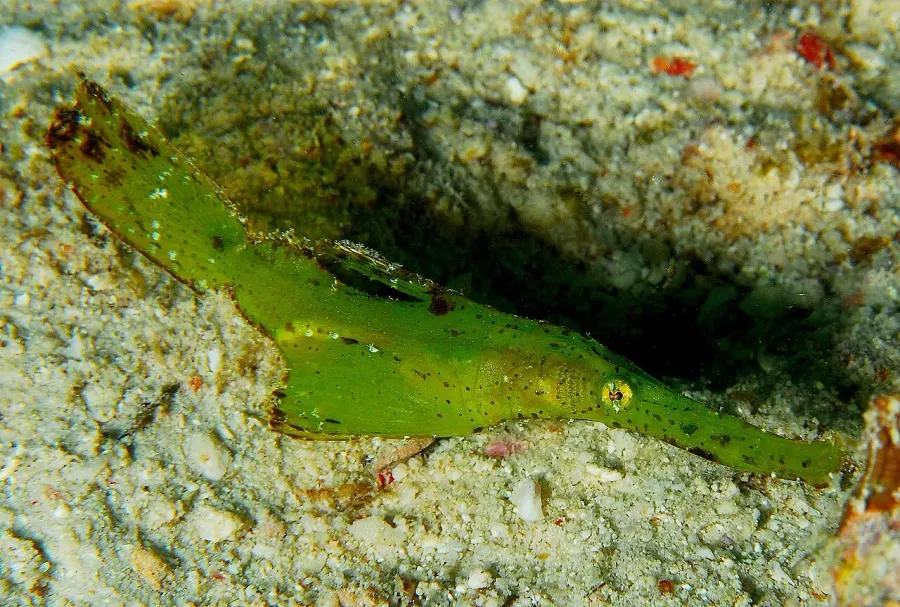 La carte Solenostomus cyanopterus