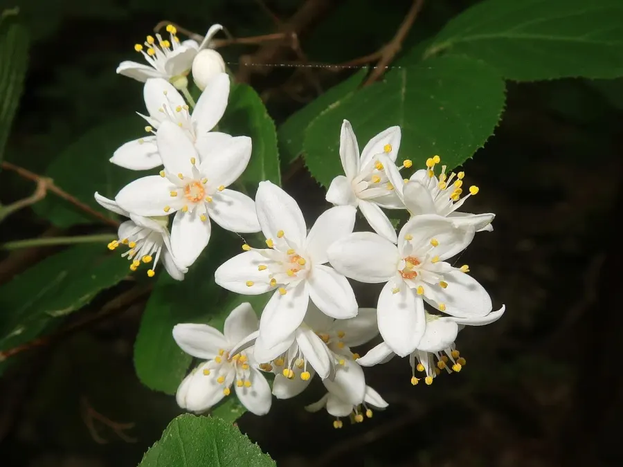 The Deutzia scabra card