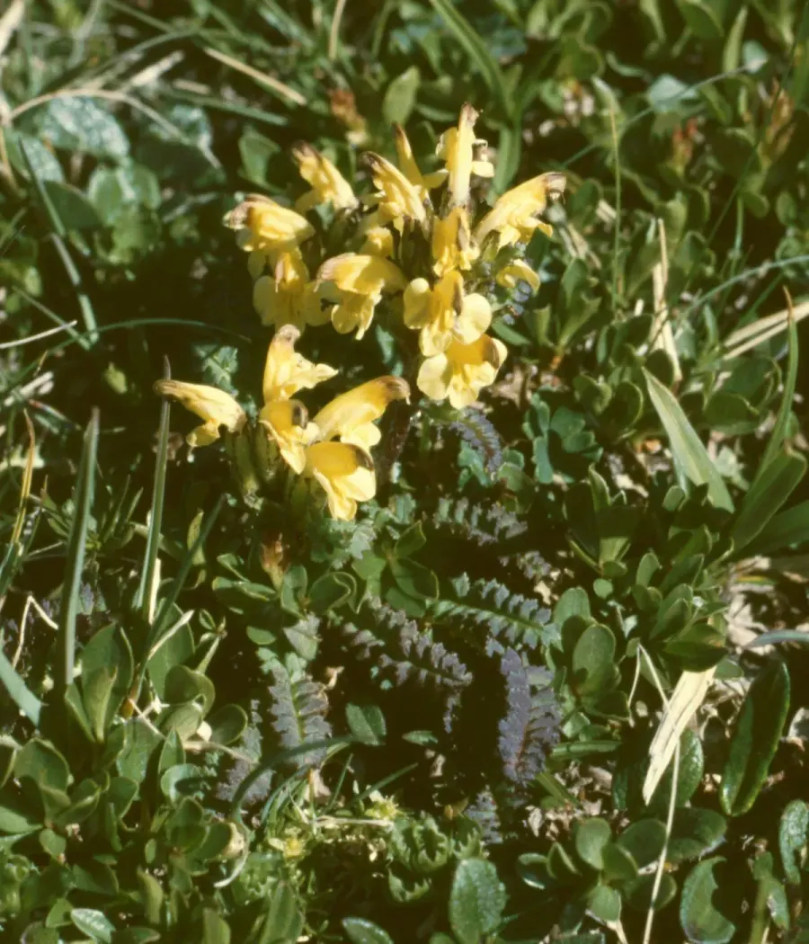 The Pedicularis oederi card