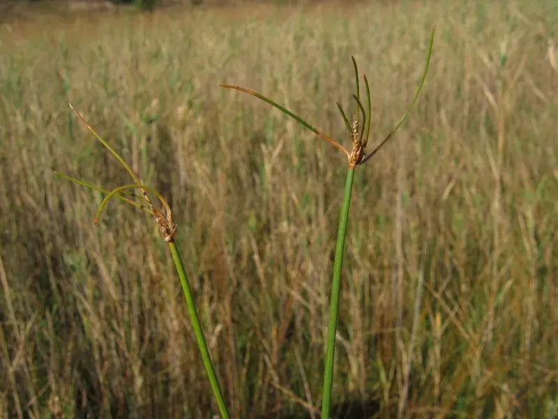The Eleocharis multicaulis card