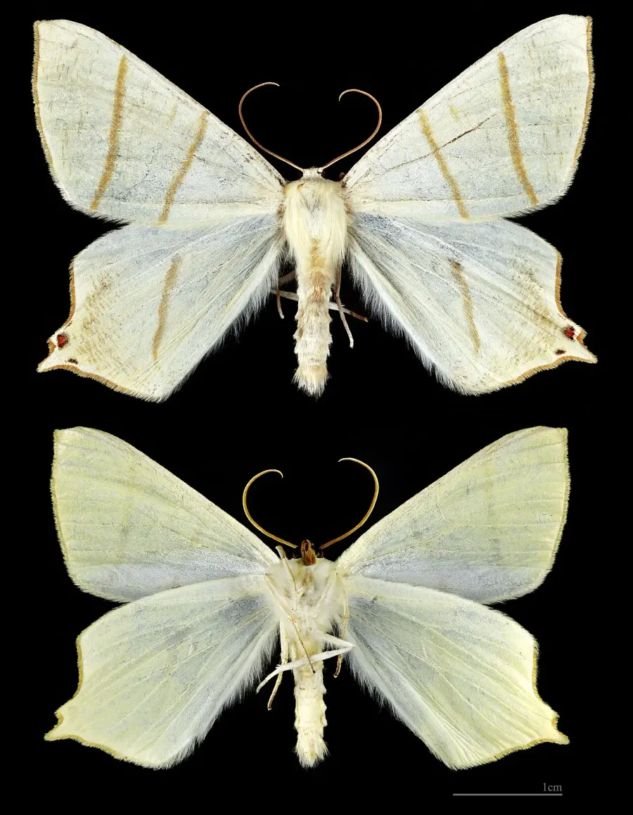 The Swallow-tailed moth card